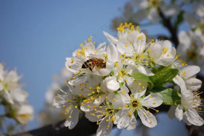 花，春天，黄蜂，樱桃，开花的树