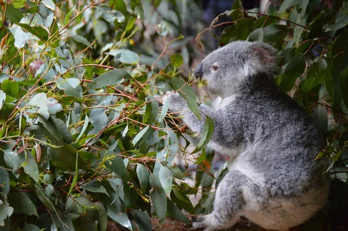澳大利亚动物园，考拉，灰色，有袋动物，澳大利亚