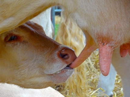 牛年小奶牛是心动啊3000x3000dpi300psd模版下载