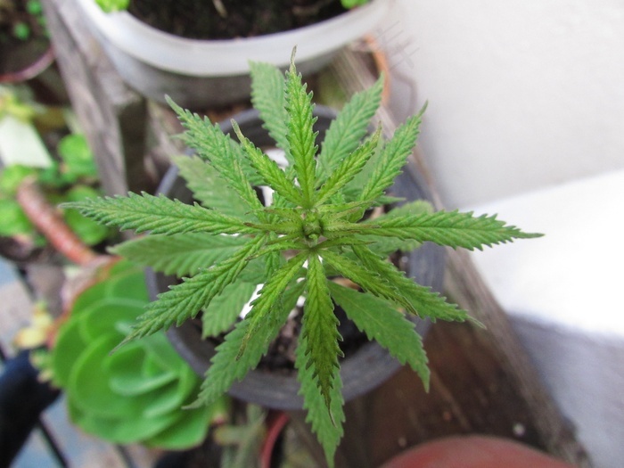 大麻 曼陀罗 杂草 草本植物 性质 植物 菜鸟图库