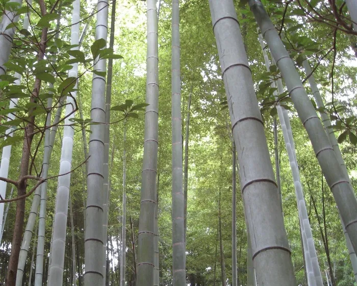 竹，森林，日本，自然，绿色，亚洲，禅宗