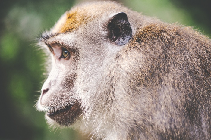 猴子动物脸肖像侧头自然