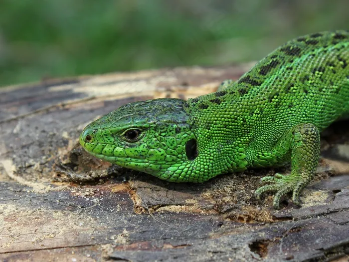 蜥蜴，蜥蜴，Lacerta Agilis，绿色，家庭