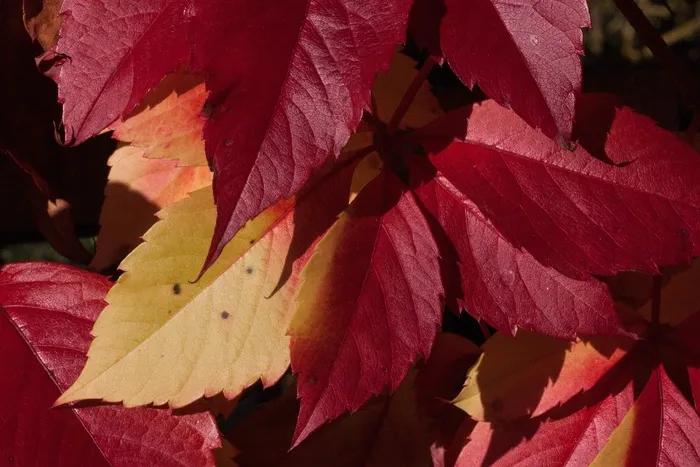 秋天，秋天的树叶，金色的秋天，叶子