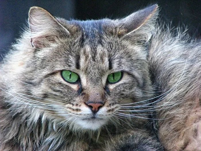 宿醉，猫的表情，猫的眼睛，森林猫，绿眼睛