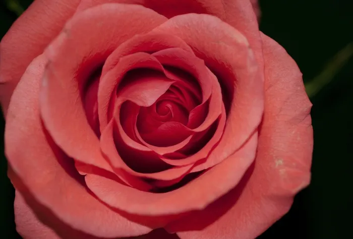 玫瑰，红色，花卉，爱情，浪漫，浪漫，情人节