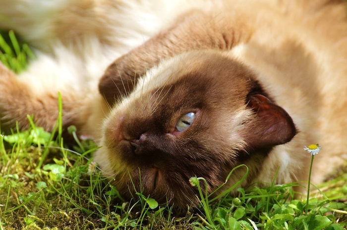 猫英国短毛猫毛皮棕色米色可爱甜