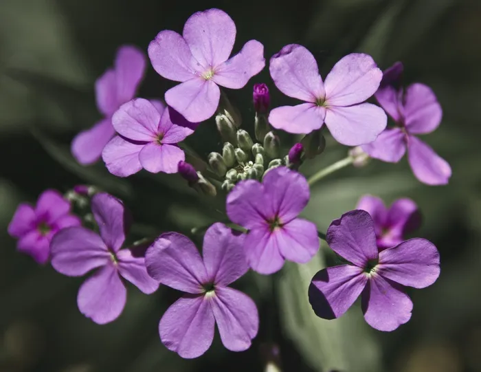 诚信为本，花，紫色，花瓣，花的，植物，开花