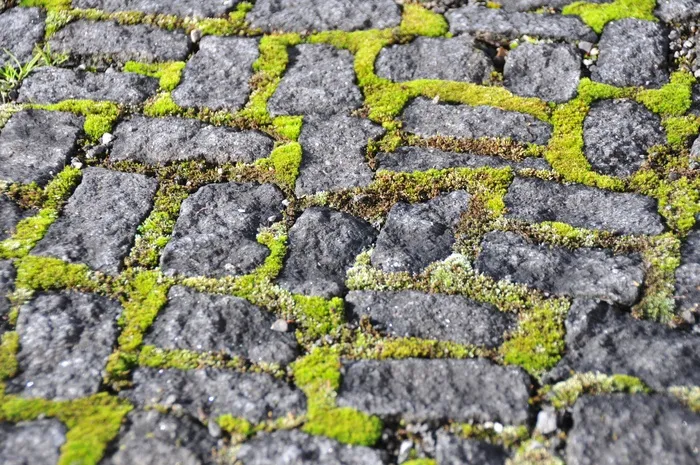 铺路石，苔，石头，灰色，绿色，地面
