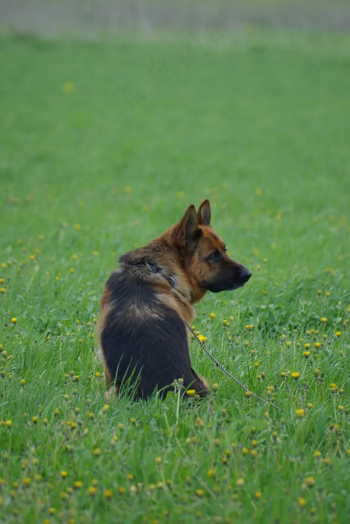 德国牧羊犬，狗，动物，寻找