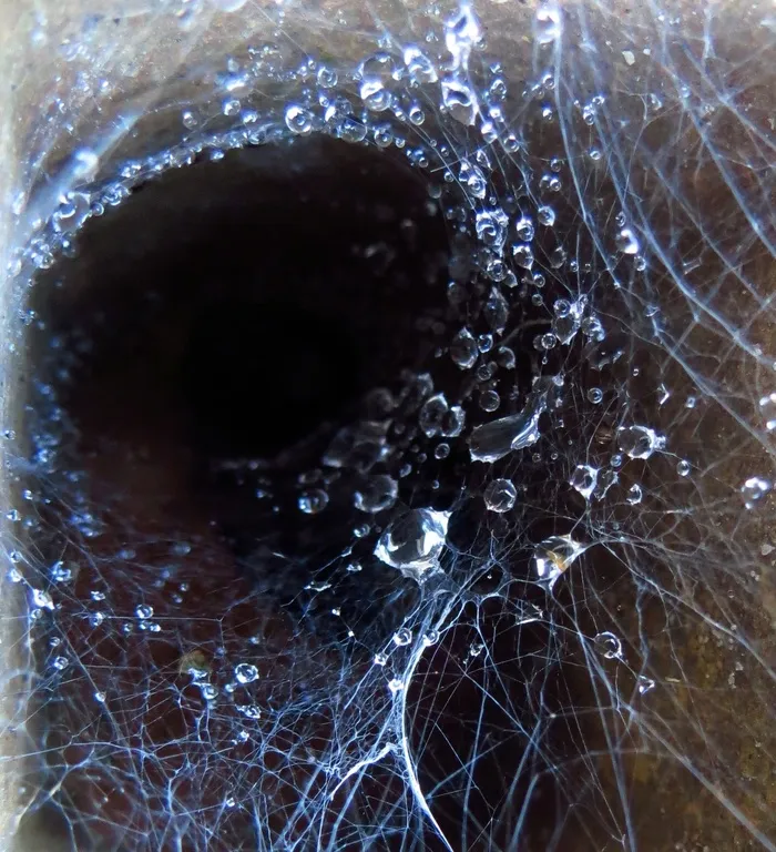 蜘蛛网，蜘蛛，水滴，蛛网，自然