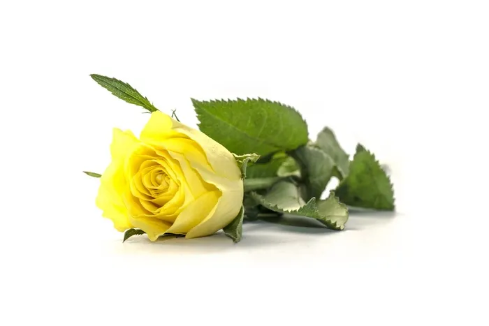 黄玫瑰,黄色玫瑰,玫瑰花,玫瑰,仿真花卉,黄玫瑰