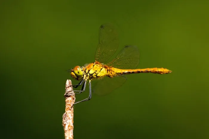 蜻蜓，昆虫，翅膀，野生动物，Bug，明亮，渺小