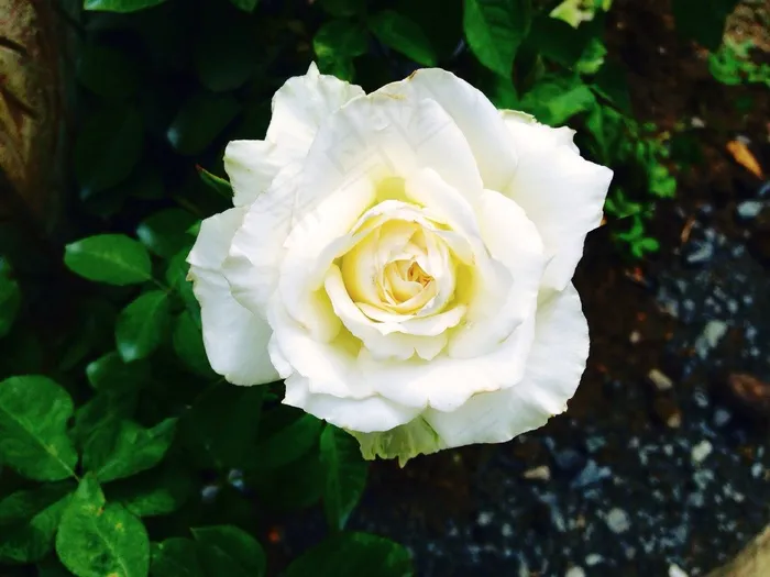 玫瑰，鲜花，白玫瑰