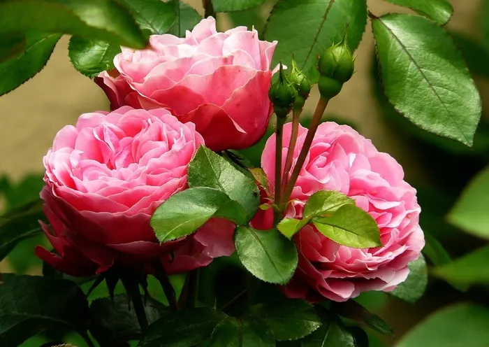 花卉,玫瑰花,蔷薇,齿苞秋海棠,蔷薇花,花园里的粉红玫瑰