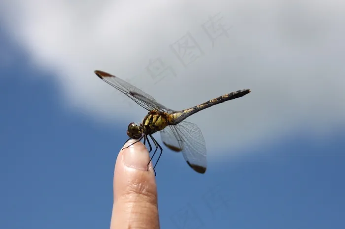 蜻蜓，岩手县，蓝天，昆虫，蓝色