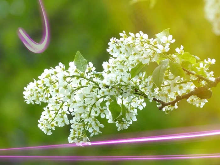 葡萄开花，树，开花，盛开，植物，激光束