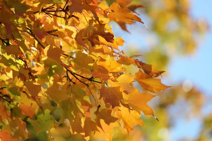 秋天的落叶，秋天，叶子，橙色，金，树