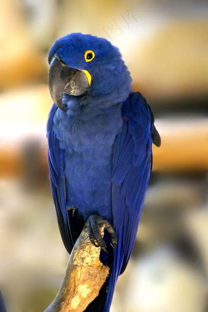 蓝金刚鹦鹉，鸟，热带鸟