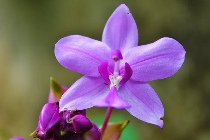 兰花，紫色兰花，花园，斯里兰卡，Mawanella