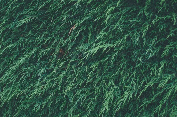 草原,橡胶地砖,人造草,结缕草,彩绘玻璃,绿松树篱