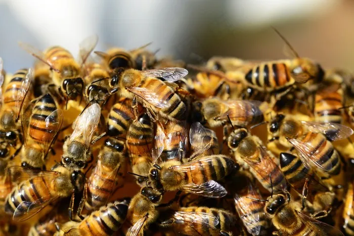 蜜蜂，蜂巢，蜂蜜，蜜蜂，成群的蜜蜂