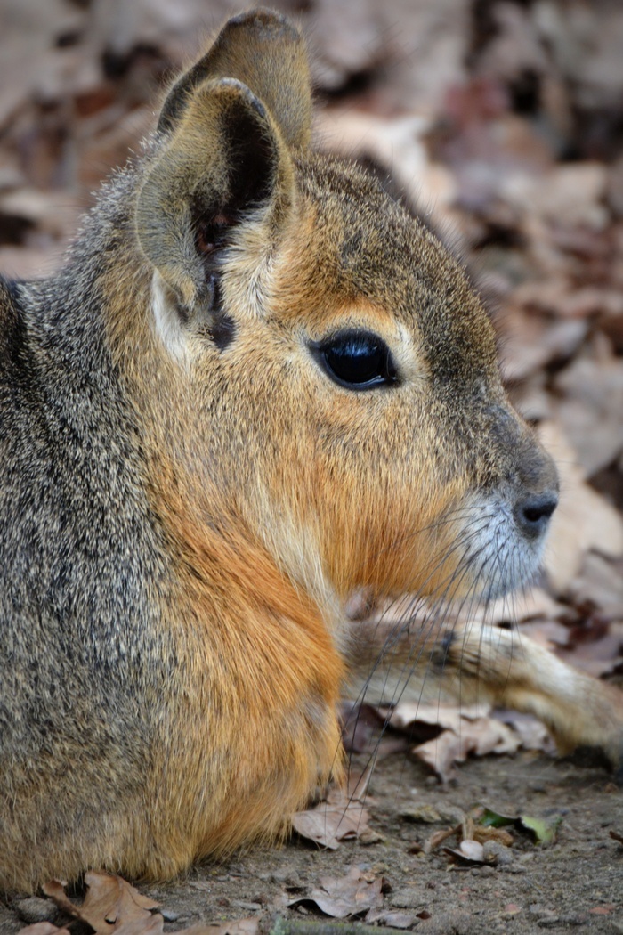 巴塔哥尼亚野兔马拉动物潘帕哈斯啮齿动物