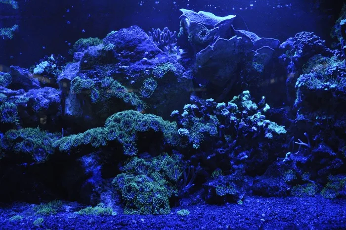 珊瑚礁，海，蓝色，水，水族馆，水下
