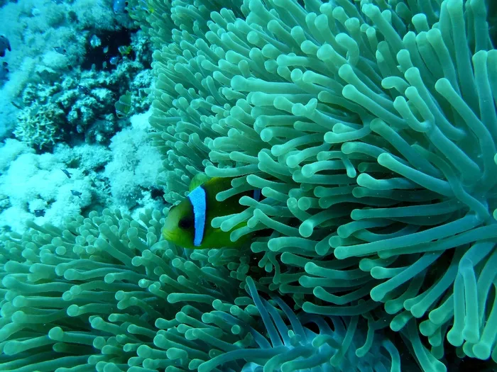 银莲花鱼，尼莫，海底世界，珊瑚礁
