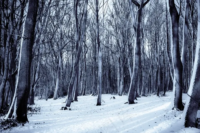 冰雪,街道,白桦,树,钢笔画,冷雪自然森林