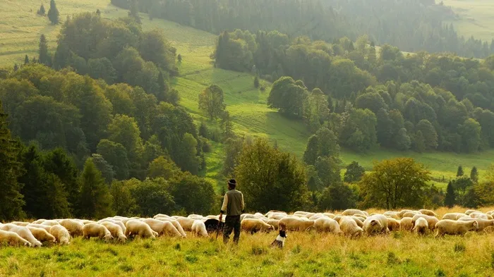 羊，农夫，牧羊人，农业，牲畜，羔羊