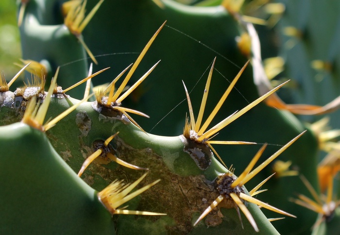 仙人掌叶仙人掌植物荆棘刺植物