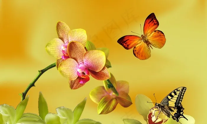 黄色兰花，淡紫色兰花，合并的兰花，自然