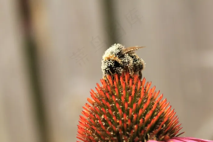 蜜蜂，蜜蜂，性质，Bug，大黄蜂，蜂巢，昆虫