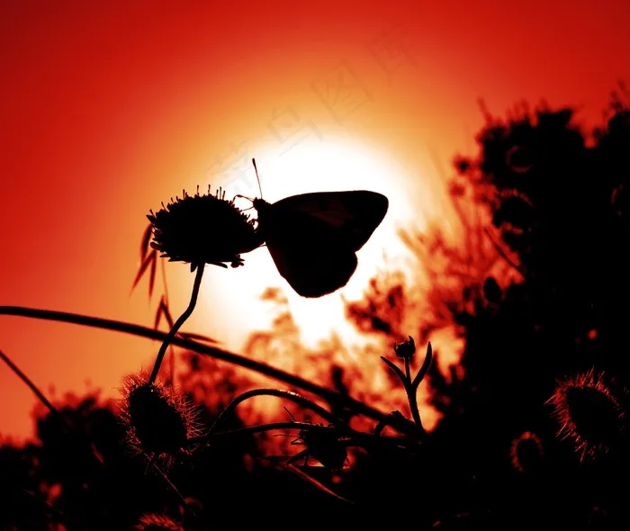 蝴蝶，昆虫，翼，野生动物，Bug，明亮，渺小