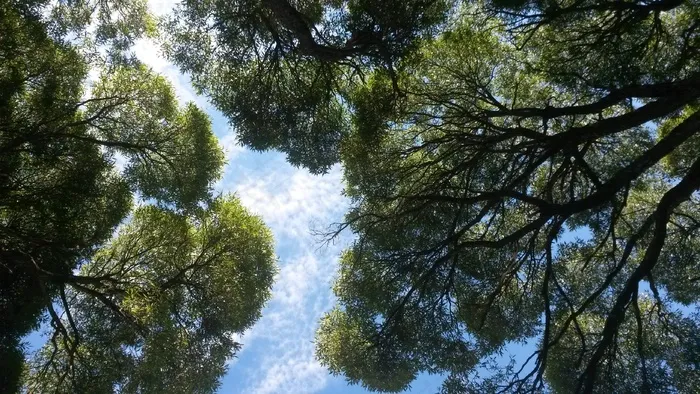 老柳树，蓝蓝的天空，树木和天空，牧场，木材