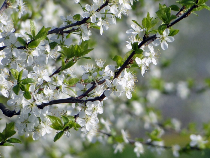 苹果花 树木 春天 4月 开花 盛开 菜鸟图库