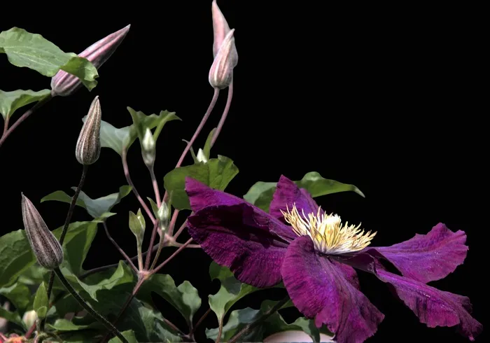 花卉,荔波铁线莲,吉隆铁线莲,铁线莲,紫色花,黑色背景上的紫罗兰花