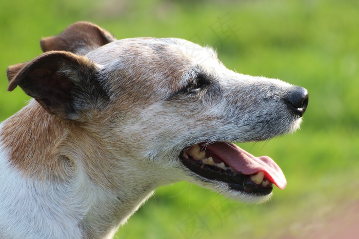 狗头关闭帕森罗素梗犬头动物