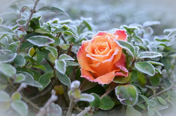 花园里的橙色玫瑰