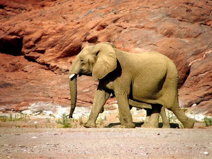 大象，野生动物，皮革，红色，峡谷，沙