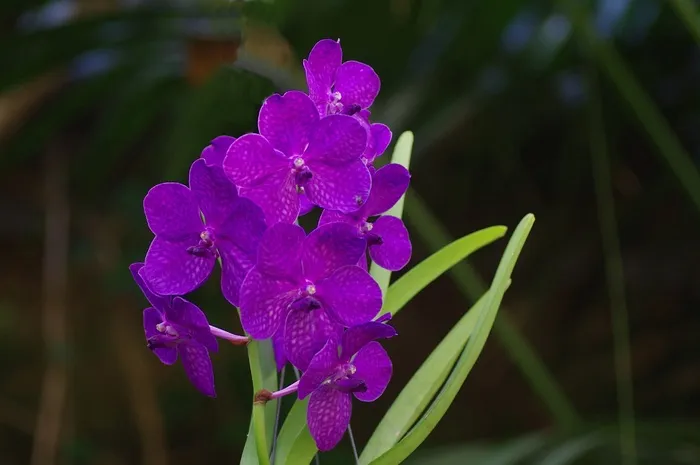 兰花，野生兰花，花序，紫色，植物