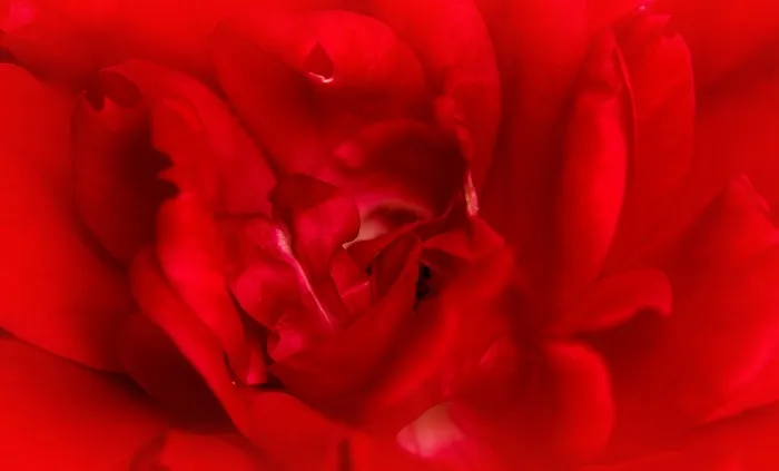 玫瑰，红色，宏，爱情，情人节，红玫瑰，花