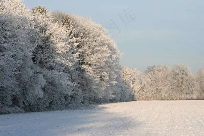 冷冻的树梢，冬天，冬天的树木，钢蓝色的天空