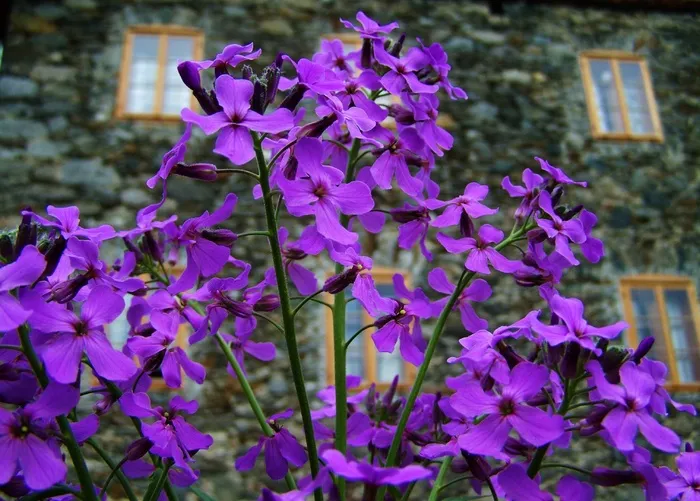 紫色的花，春天的花朵，花园