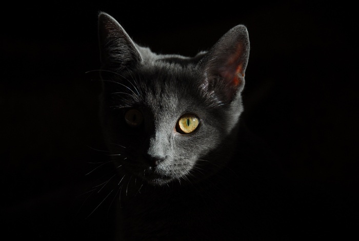 Face To Face 孟买猫 猫 俄罗斯蓝猫 黑色桌面 黑猫在黑色背景上的肖像 菜鸟图库