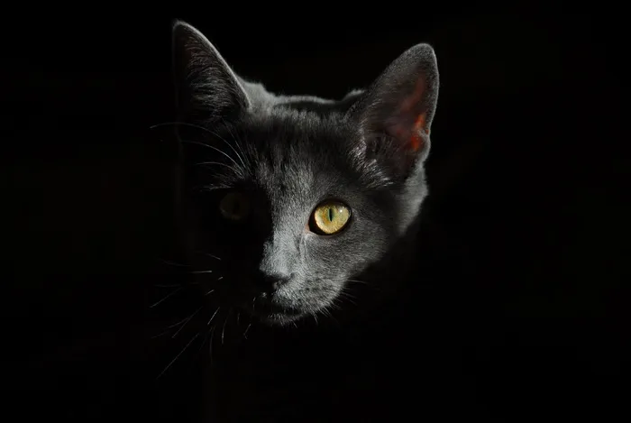 face to face,孟买猫,猫,俄罗斯蓝猫,黑色桌面,黑猫在黑色背景上的肖像