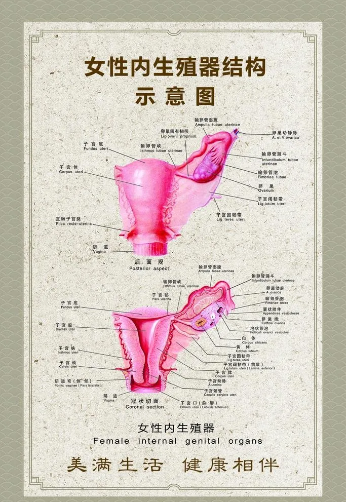 女性生殖器,子宫挂画,人体解剖,人