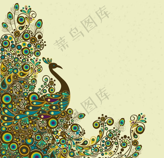 孔雀图片