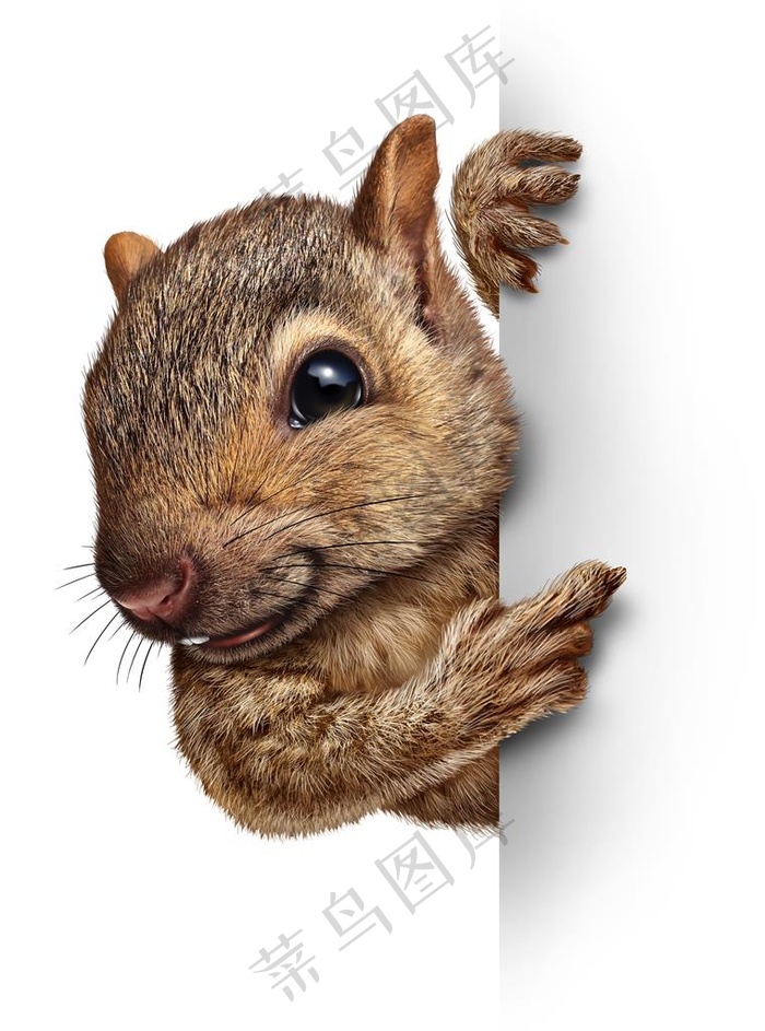松鼠图片